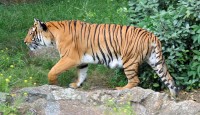 বাঘ ঢুকেছে গ্রামে, মসজিদের মাইকে সতর্ক করা হলো গ্রামবাসীকে