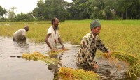বাঁধ ভেঙে তলিয়ে গেছে হাওরের আধাপাকা ধান